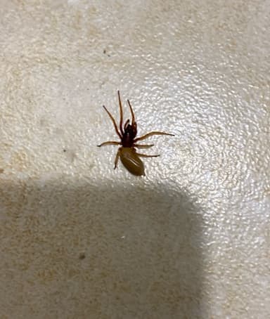 Araña de piernas rojas