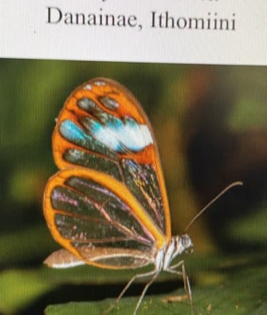 Mariposa Cristal ("Crystal Butterfly")