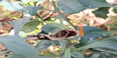 Mariposa Cola de Golondrina