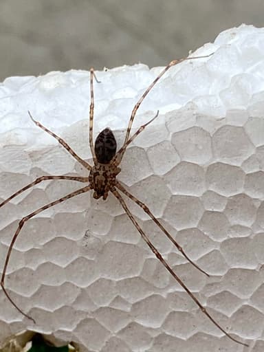 Araña de patas largas