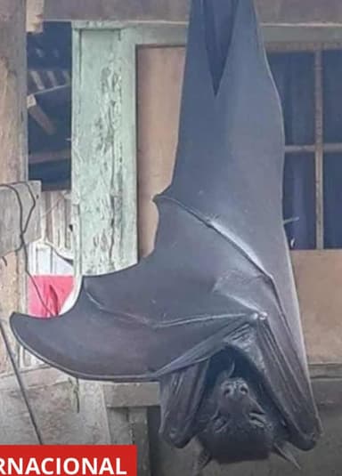 Zorro Volador de Corona Dorada