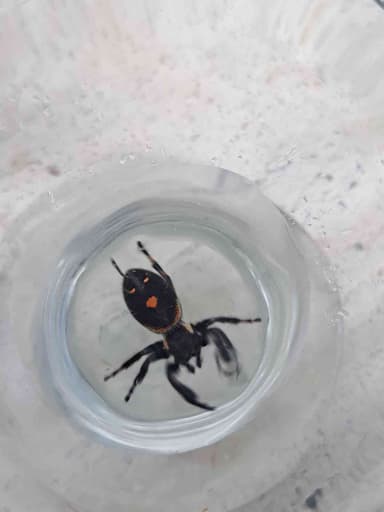 Araña saltadora audaz