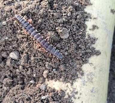Escolopendra (Ciénpiés gigante)