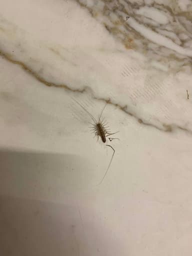 Ciempiés doméstico