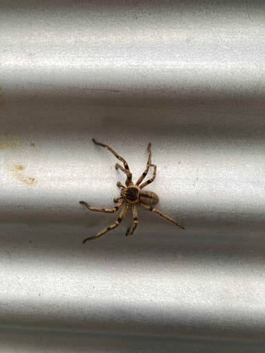 Araña cangrejo gigante