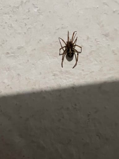 Araña de casa