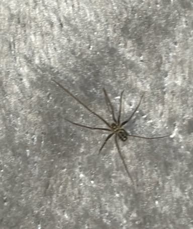 Araña del rincón (araña del recluso)